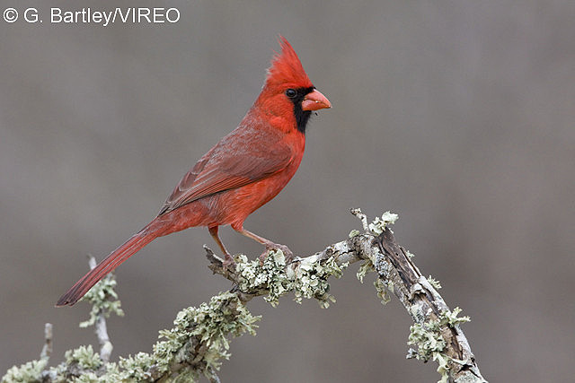 Northern Cardinal